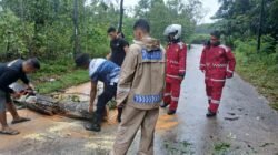 Polresta Barelang dan Polsek Nongsa Tetap Siaga di Tengah Libur Hari Kenaikan Isa Almasih, Evakuasi Pohon Tumbang Demi Kelancaran Lalu Lintas