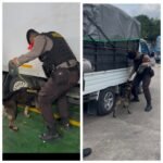 Hadirkan Rasa Aman, Satgas Gakkum Dan Unit K9 Polda Kepri Periksa Barang Bawaan Penumpang Di Pelabuhan Roro Punggur